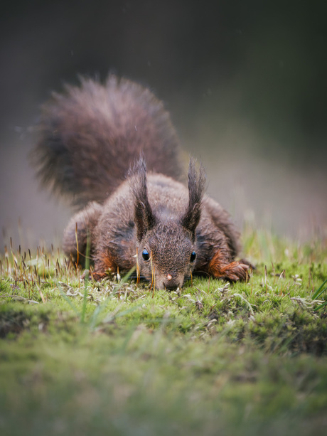 Kwispelende eekhoorn