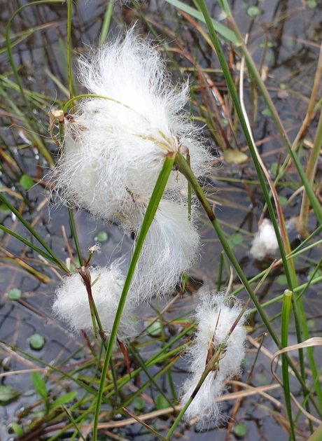 Veenpluis