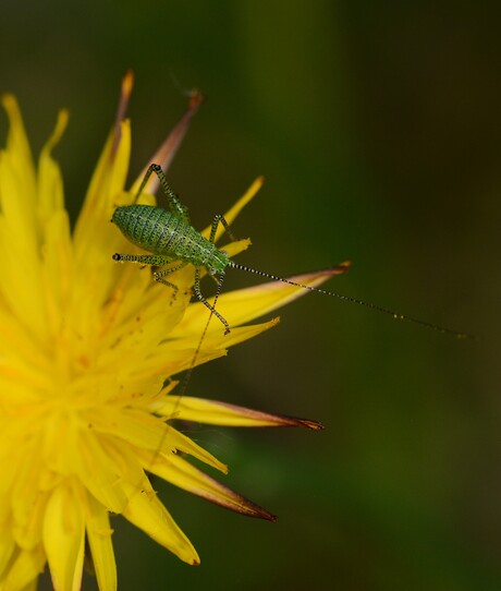 Struiksprinkhaan nimf