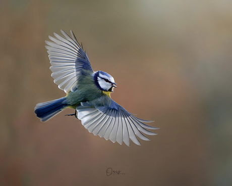 Pimpelmees in vlucht