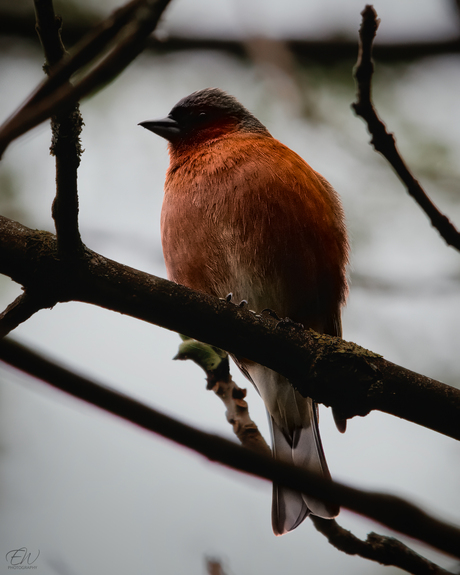 Een vink in volle glorie