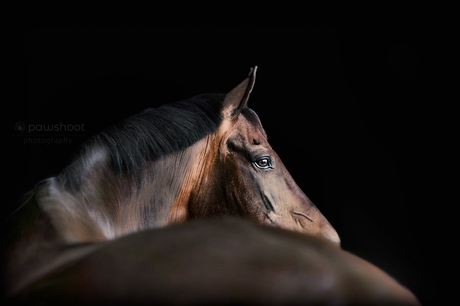 Black horse photography
