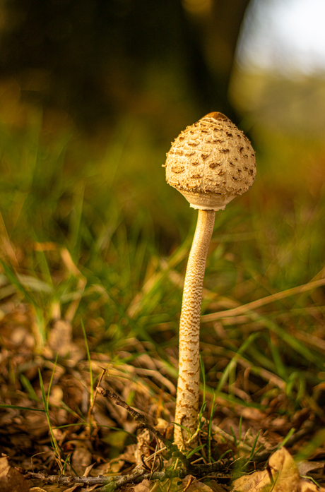 Catching the soft Lightning