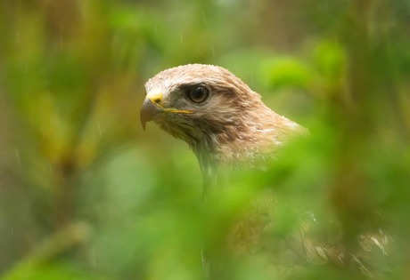 Buizerd in de regen