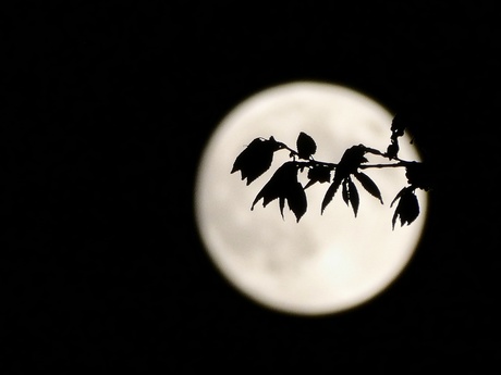 Moonlight shadow