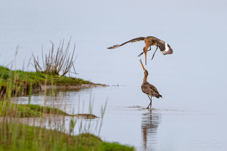 Balts gedrag Grutto (2)