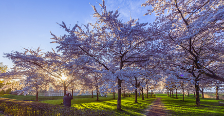 Effe een foto maken in het bloesempark