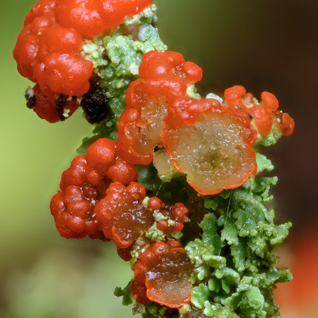 Rood bekermos