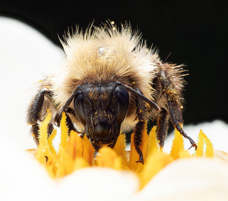 Bombus vagans