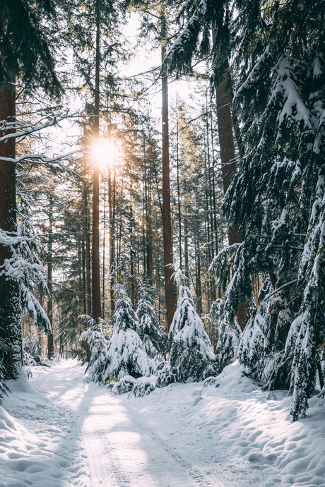 Speulderbos in de winter