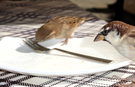 Lekker appelgebak...