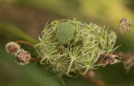 Wilde Peen met Groene Wants en Stinkwants