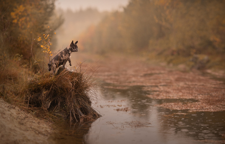 Rainy autumn days