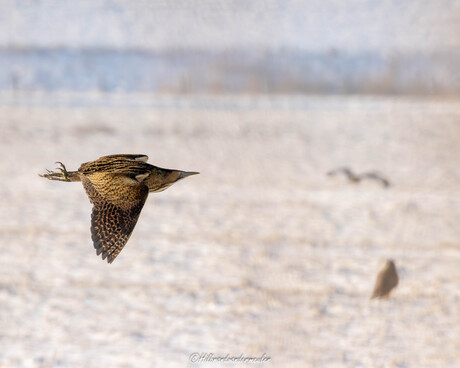 De koning van het riet in winters landschap. 