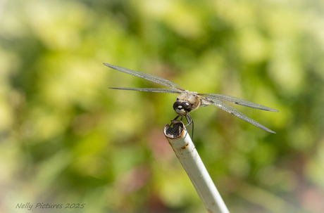 Libelle op oud ijzer