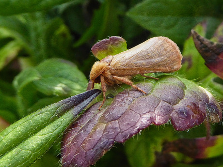 Oranje wortelboorder
