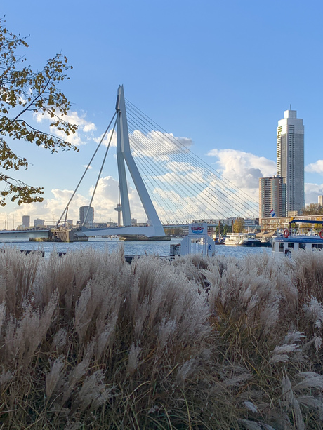 Erasmusbrug