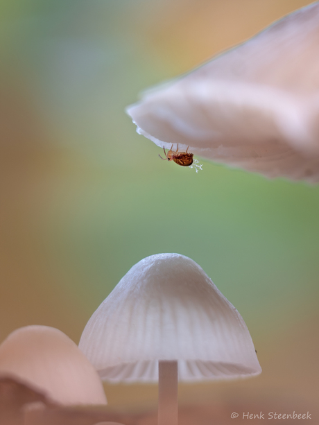 Wat heeft het springstaartje aan zijn staart?