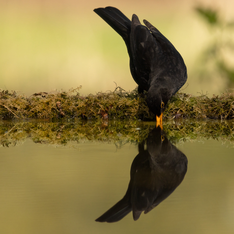 Like a mirror