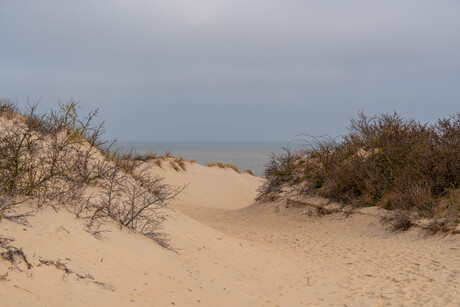 Duinen in Cadzand
