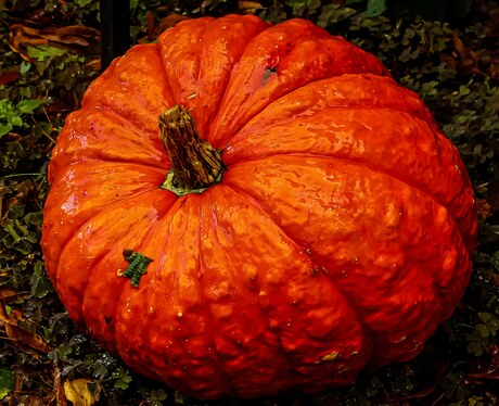 Pompoen 🎃