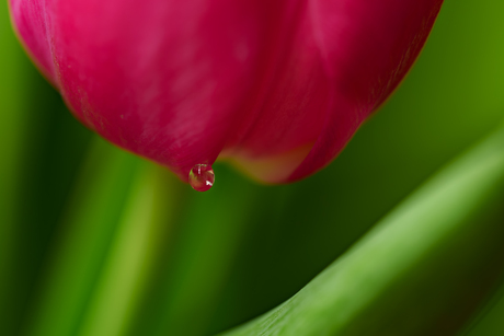macro met tulp en druppel