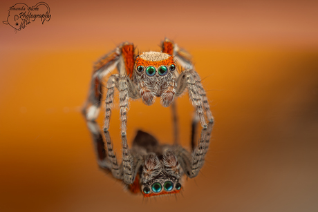 Zeldzame Saitis barbipes springspin