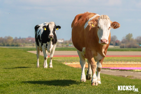 groeten uit Holland 