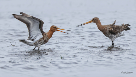 De confrontatie van de grutto’s