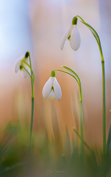 Winterklokjes. 