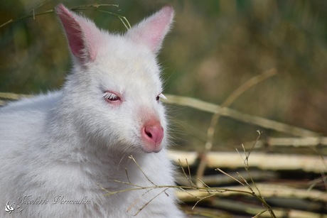 Witte kangoeroe