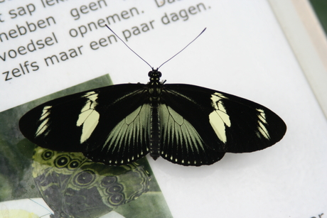 Orchideeën en vlindertuin - juni 2010.