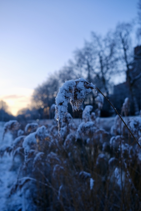 Alles wordt mooi in de sneeuw 