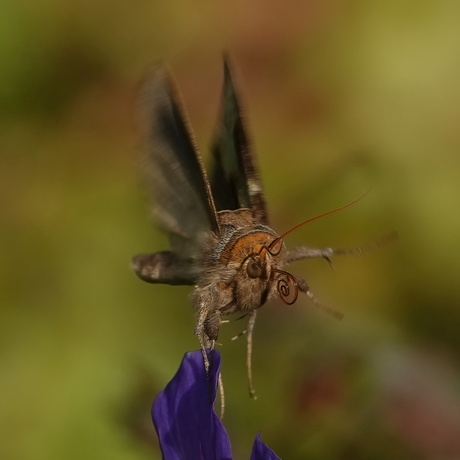 Koperuil of buitenaards wezen?