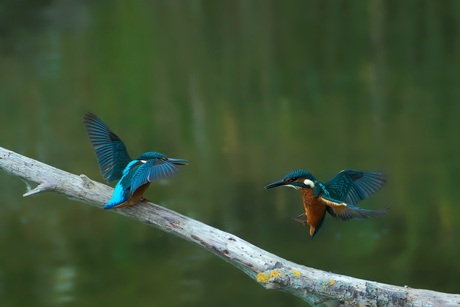 2 ijsvogels hebben ruzie