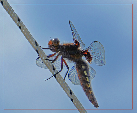 Libelle op bezoek