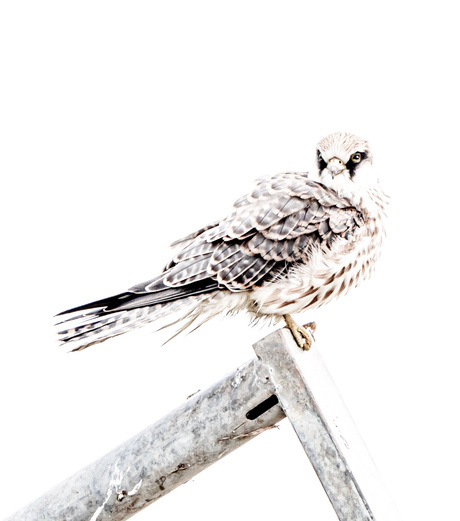 Roodpootvalk in highkey