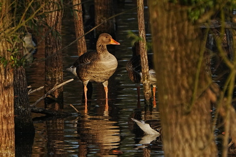 Belichte Gans