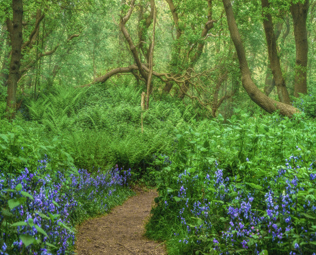 Bluebell forest.