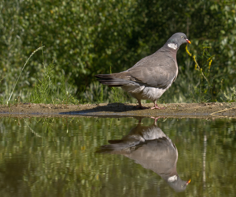 Two pigeons?