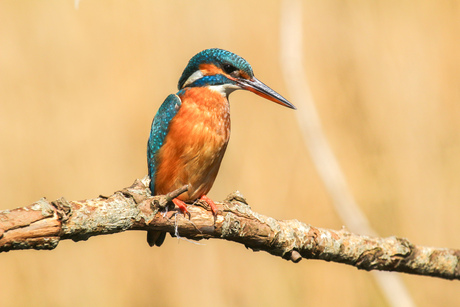 Vrouwtjes ijsvogel 