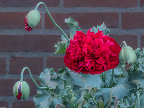 De Papaver om 21:00 uur