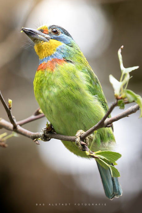 Taiwanese baardvogel