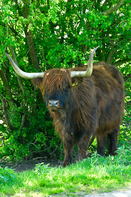 Schotse hooglanders 