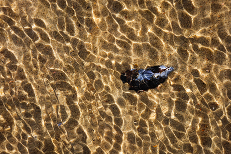 Mussel