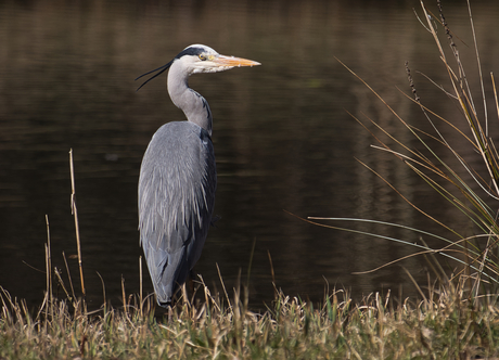 Reiger