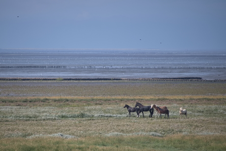 Westernieland, Groningen