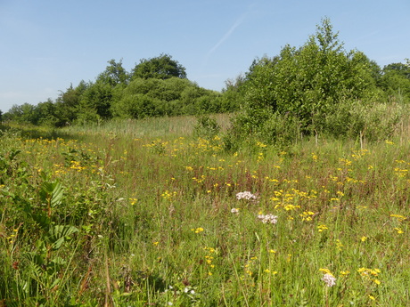 Biodiversiteit