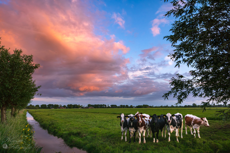 Hollandse Polder