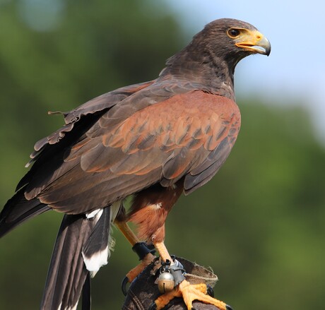 Roofvogels